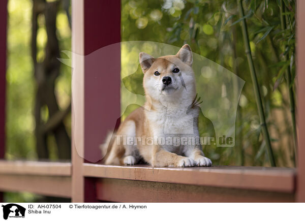 Shiba Inu / Shiba Inu / AH-07504