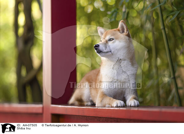Shiba Inu / Shiba Inu / AH-07505