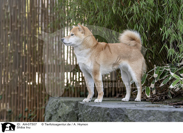 Shiba Inu / Shiba Inu / AH-07507