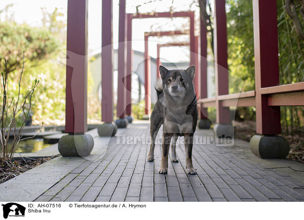 Shiba Inu / Shiba Inu / AH-07516