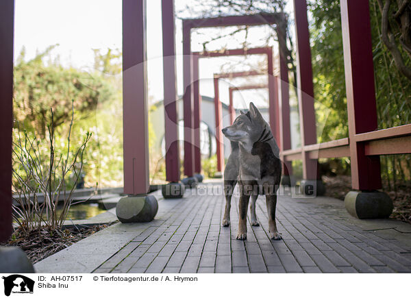 Shiba Inu / Shiba Inu / AH-07517