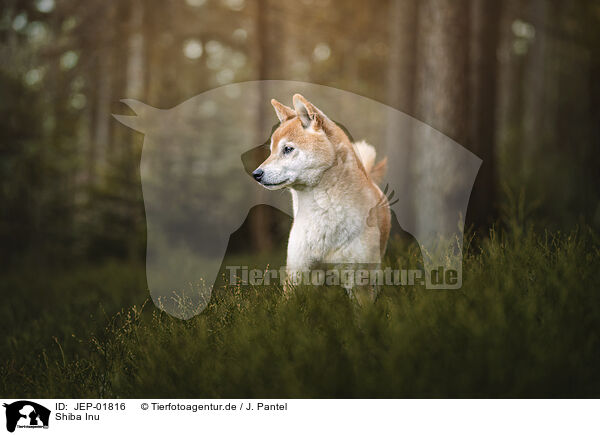 Shiba Inu / Shiba Inu / JEP-01816