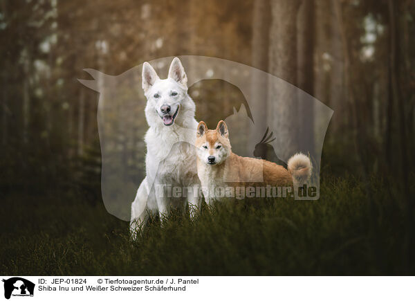 Shiba Inu und Weier Schweizer Schferhund / Shiba Inu and Berger Blanc Suisse / JEP-01824