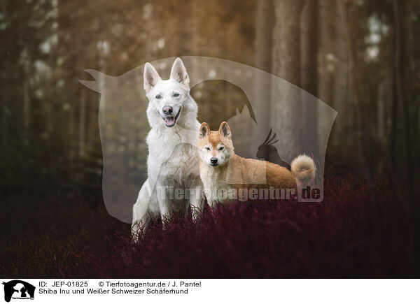 Shiba Inu und Weier Schweizer Schferhund / Shiba Inu and Berger Blanc Suisse / JEP-01825