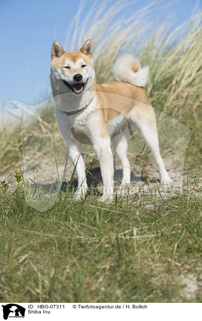 Shiba Inu / Shiba Inu / HBO-07311