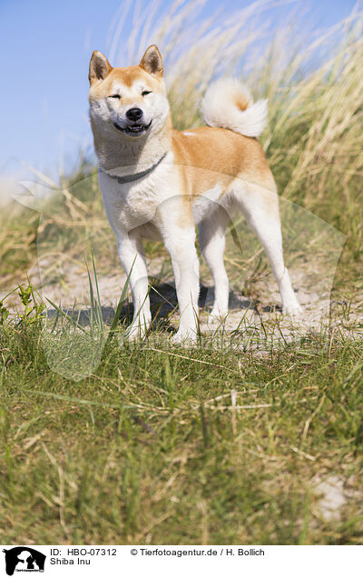 Shiba Inu / HBO-07312