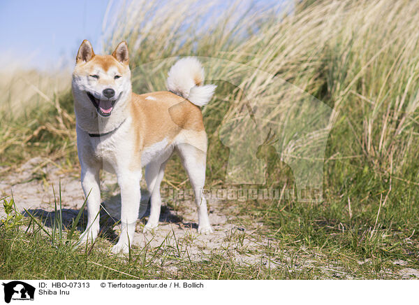 Shiba Inu / Shiba Inu / HBO-07313