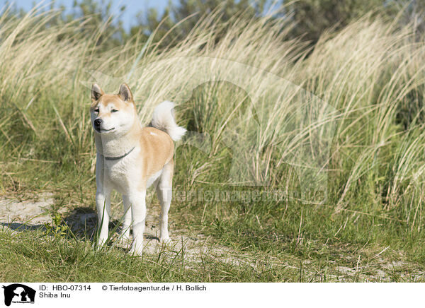 Shiba Inu / Shiba Inu / HBO-07314