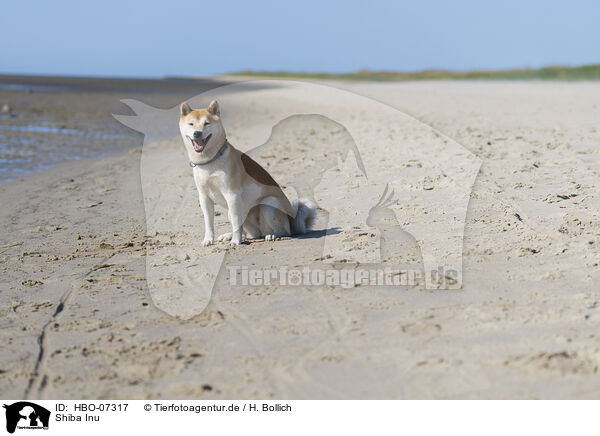 Shiba Inu / Shiba Inu / HBO-07317
