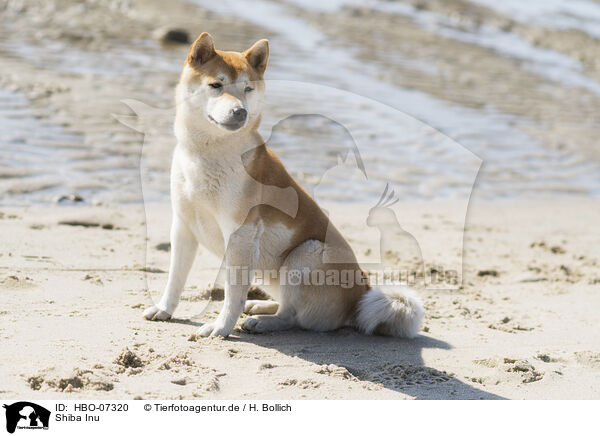 Shiba Inu / Shiba Inu / HBO-07320