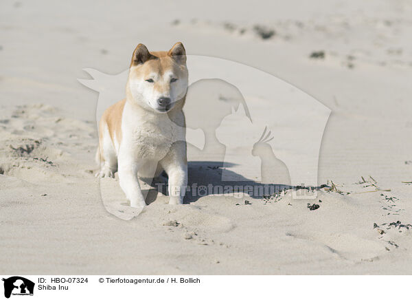 Shiba Inu / Shiba Inu / HBO-07324