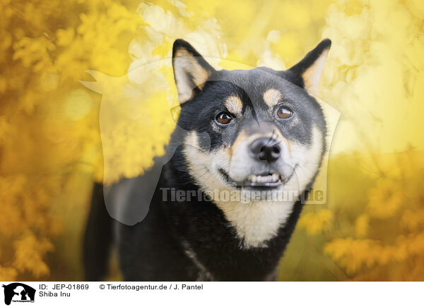 Shiba Inu / Shiba Inu / JEP-01869