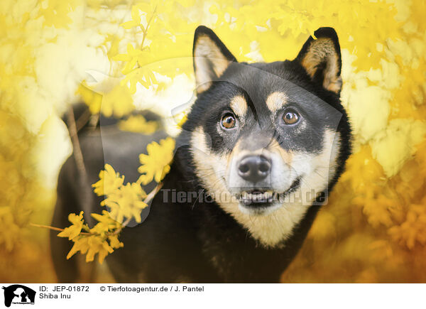 Shiba Inu / Shiba Inu / JEP-01872