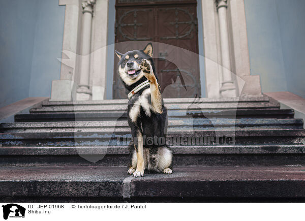 Shiba Inu / Shiba Inu / JEP-01968