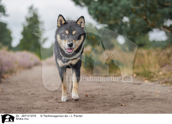Shiba Inu / Shiba Inu / JEP-01979