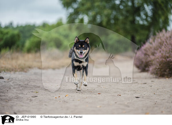 Shiba Inu / Shiba Inu / JEP-01990
