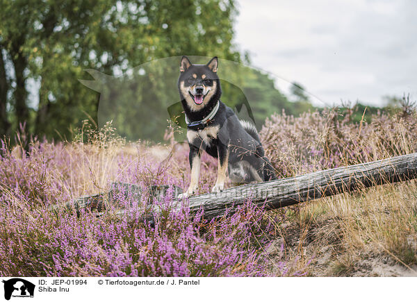 Shiba Inu / Shiba Inu / JEP-01994