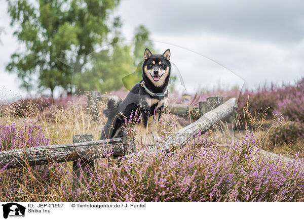 Shiba Inu / Shiba Inu / JEP-01997