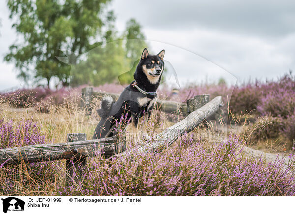 Shiba Inu / Shiba Inu / JEP-01999