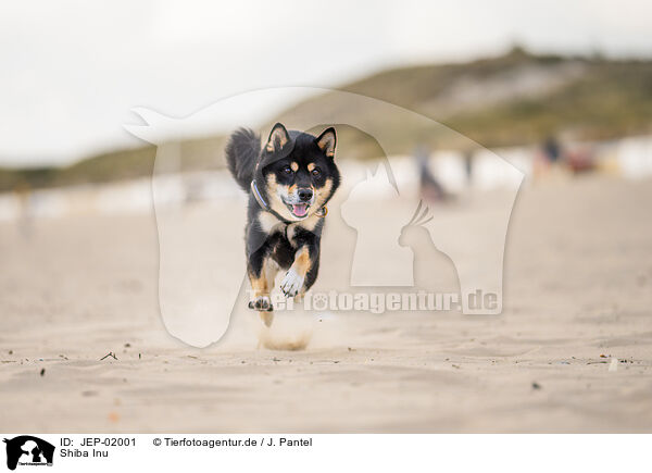 Shiba Inu / Shiba Inu / JEP-02001