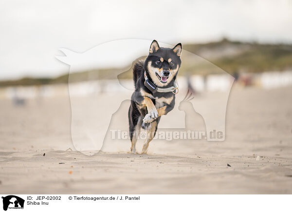 Shiba Inu / Shiba Inu / JEP-02002