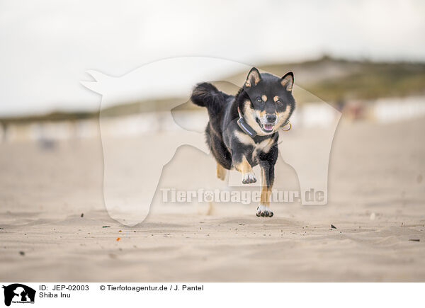 Shiba Inu / Shiba Inu / JEP-02003