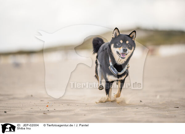 Shiba Inu / Shiba Inu / JEP-02004