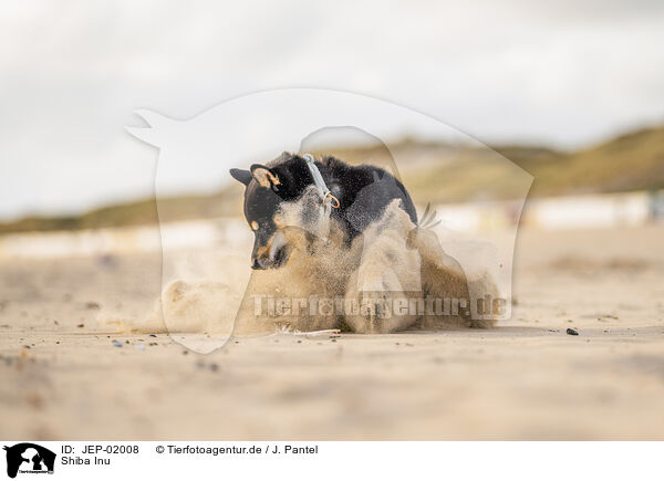 Shiba Inu / Shiba Inu / JEP-02008