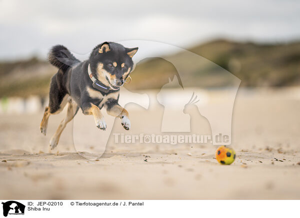 Shiba Inu / Shiba Inu / JEP-02010