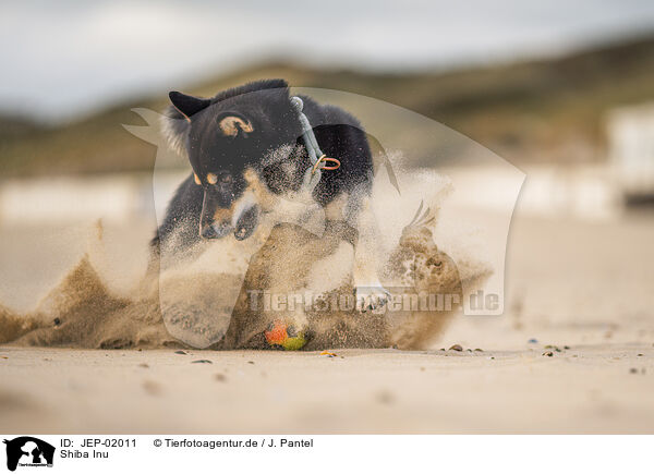 Shiba Inu / Shiba Inu / JEP-02011