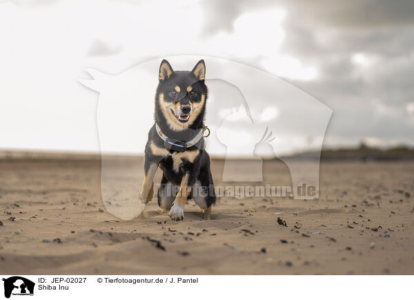 Shiba Inu / Shiba Inu / JEP-02027