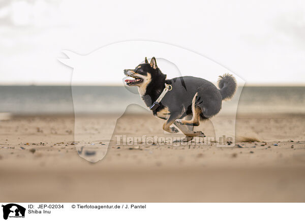 Shiba Inu / Shiba Inu / JEP-02034
