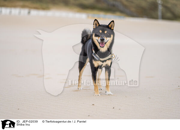 Shiba Inu / Shiba Inu / JEP-02039
