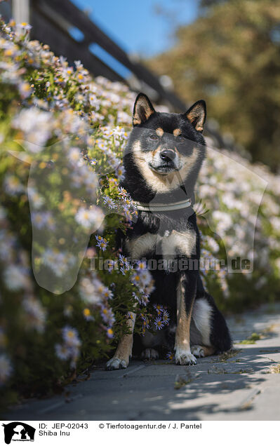 Shiba Inu / Shiba Inu / JEP-02043