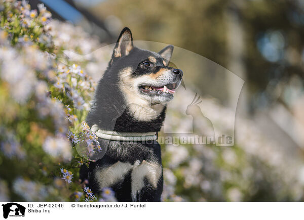 Shiba Inu / Shiba Inu / JEP-02046