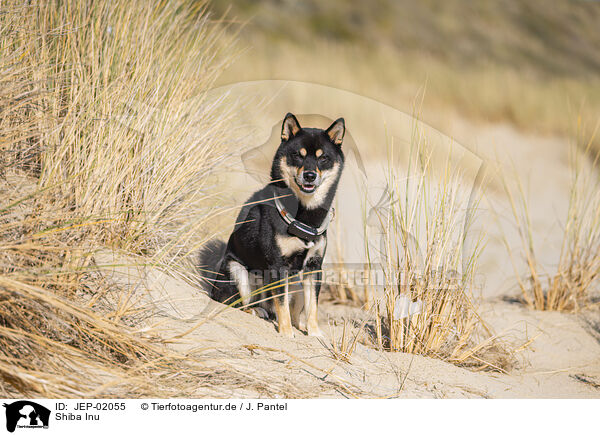Shiba Inu / Shiba Inu / JEP-02055