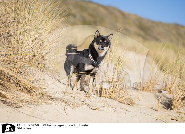 Shiba Inu / Shiba Inu / JEP-02058