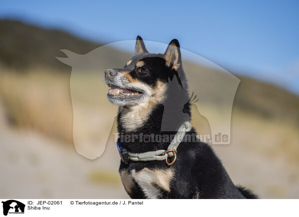 Shiba Inu / Shiba Inu / JEP-02061