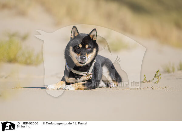 Shiba Inu / Shiba Inu / JEP-02066