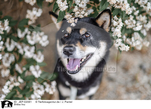 Shiba Inu / Shiba Inu / JEP-02081