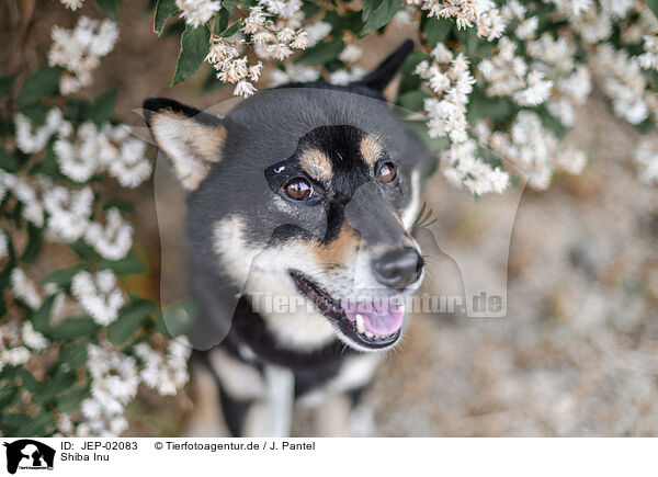 Shiba Inu / Shiba Inu / JEP-02083