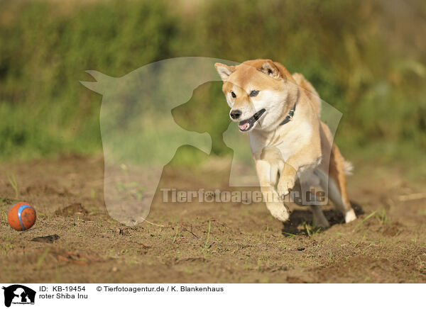 roter Shiba Inu / red Shiba Inu / KB-19454
