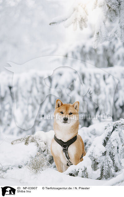 Shiba Inu / Shiba Inu / NP-03907