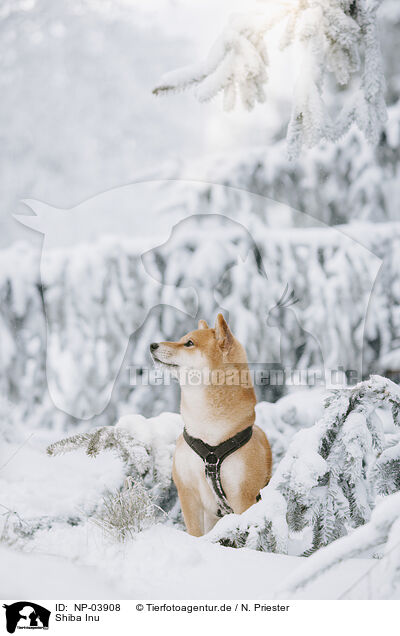 Shiba Inu / Shiba Inu / NP-03908