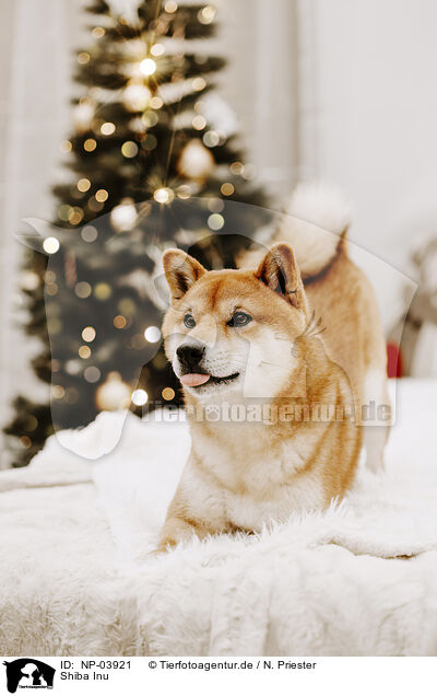 Shiba Inu / Shiba Inu / NP-03921