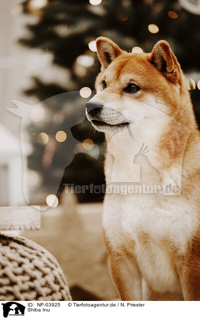 Shiba Inu / Shiba Inu / NP-03925