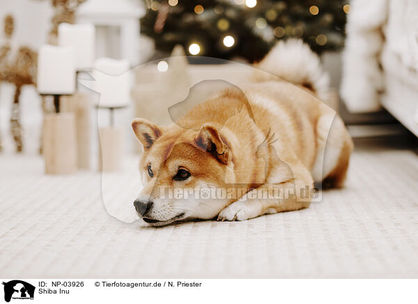 Shiba Inu / Shiba Inu / NP-03926