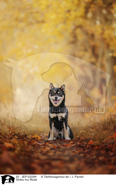 Shiba Inu R�de / male Shiba Inu / JEP-02094