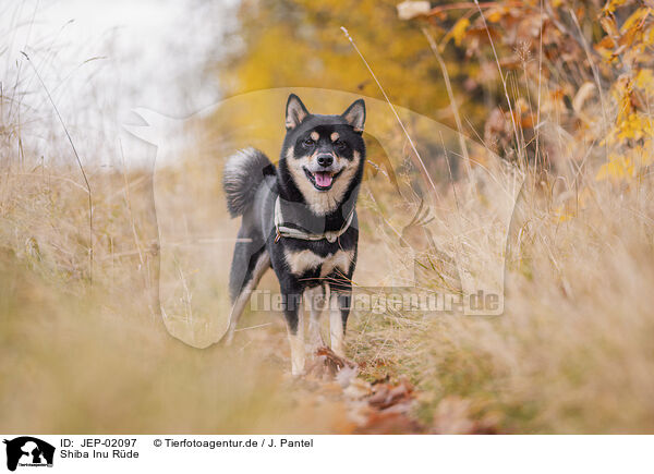 Shiba Inu R�de / male Shiba Inu / JEP-02097