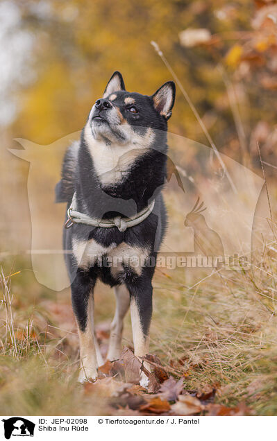 Shiba Inu R�de / male Shiba Inu / JEP-02098